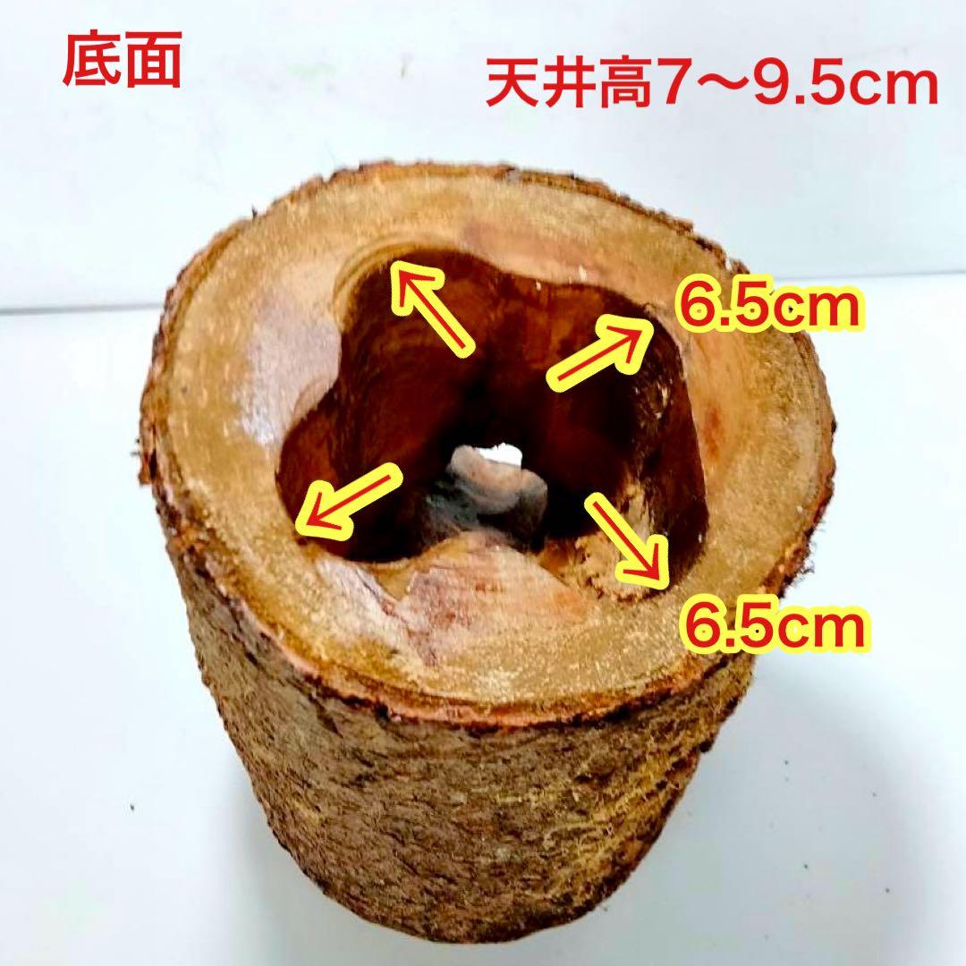 あ様 リクエスト 2点 まとめ商品　隠れ家　樹洞　クワリウム　エサ皿　クワガタ
