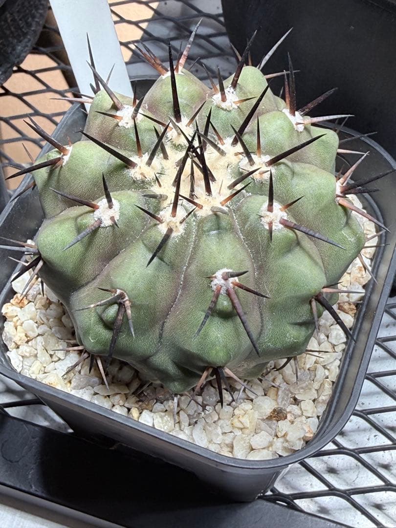 コピアポア黒王丸 良血統 実生