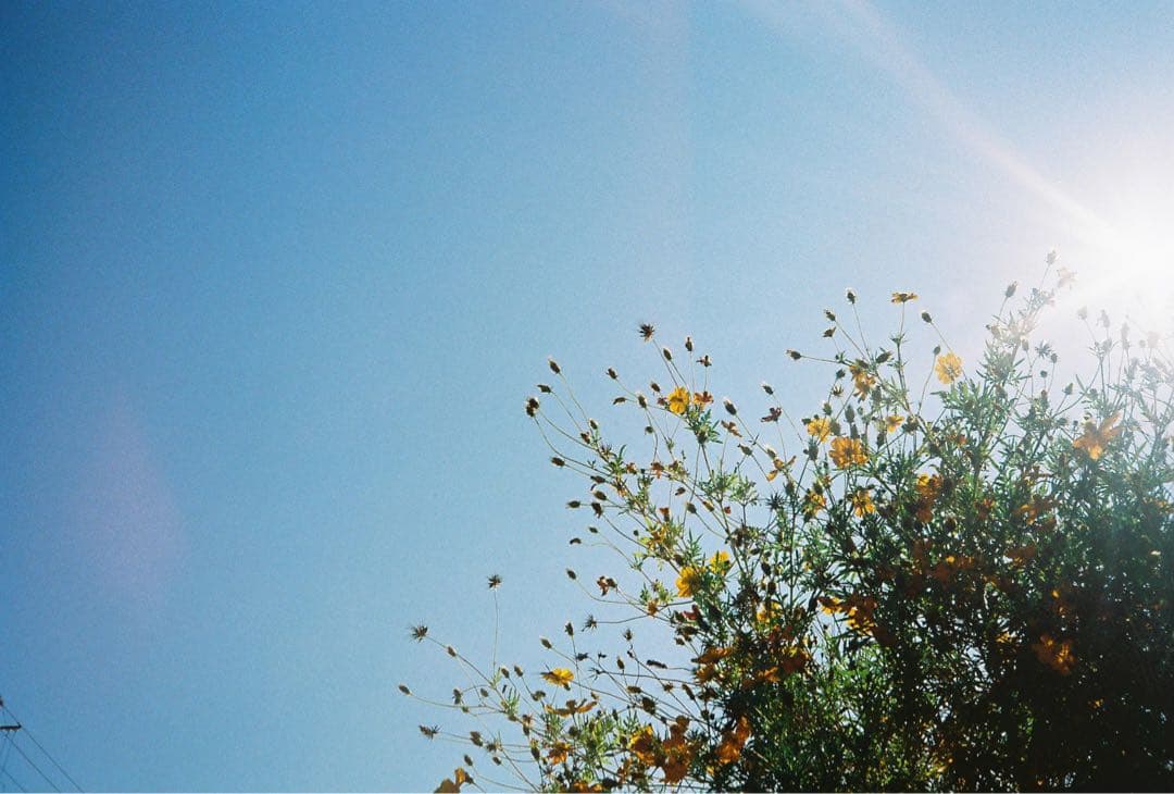 yashia フィルムカメラ