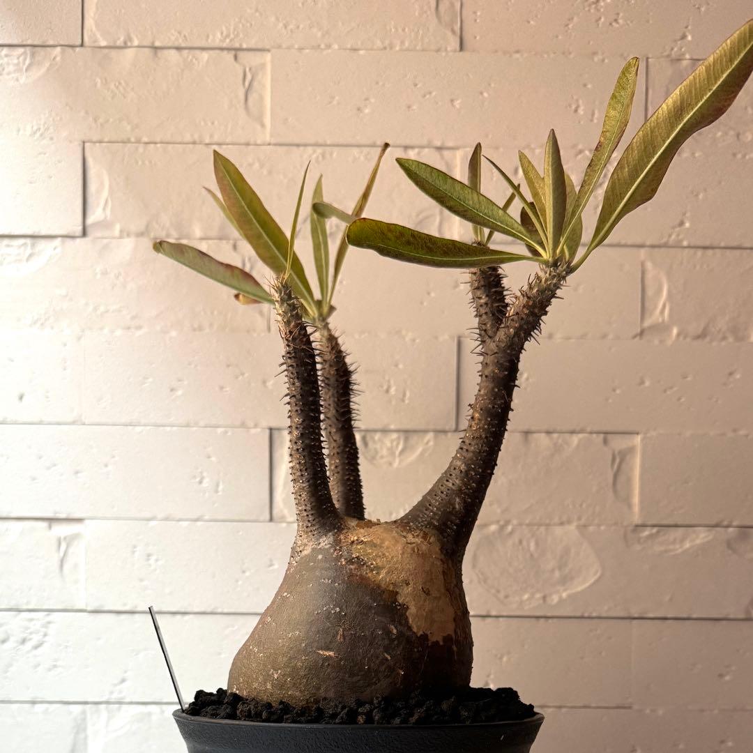 PG21 パキポディウム グラキリス 現地球 発根済