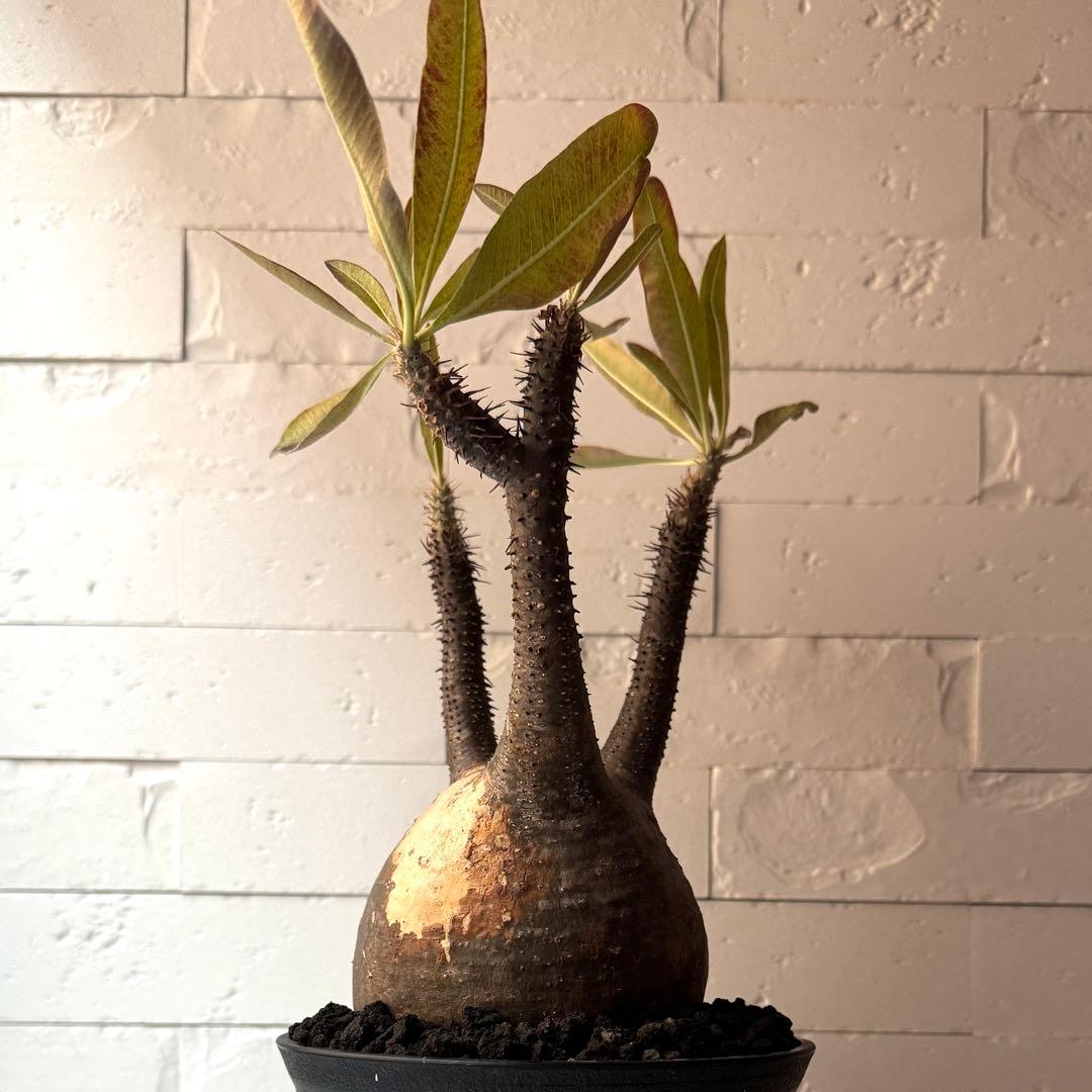 PG21 パキポディウム グラキリス 現地球 発根済