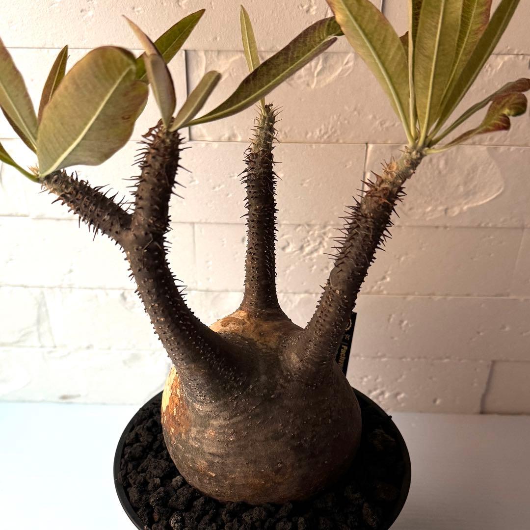 PG21 パキポディウム グラキリス 現地球 発根済