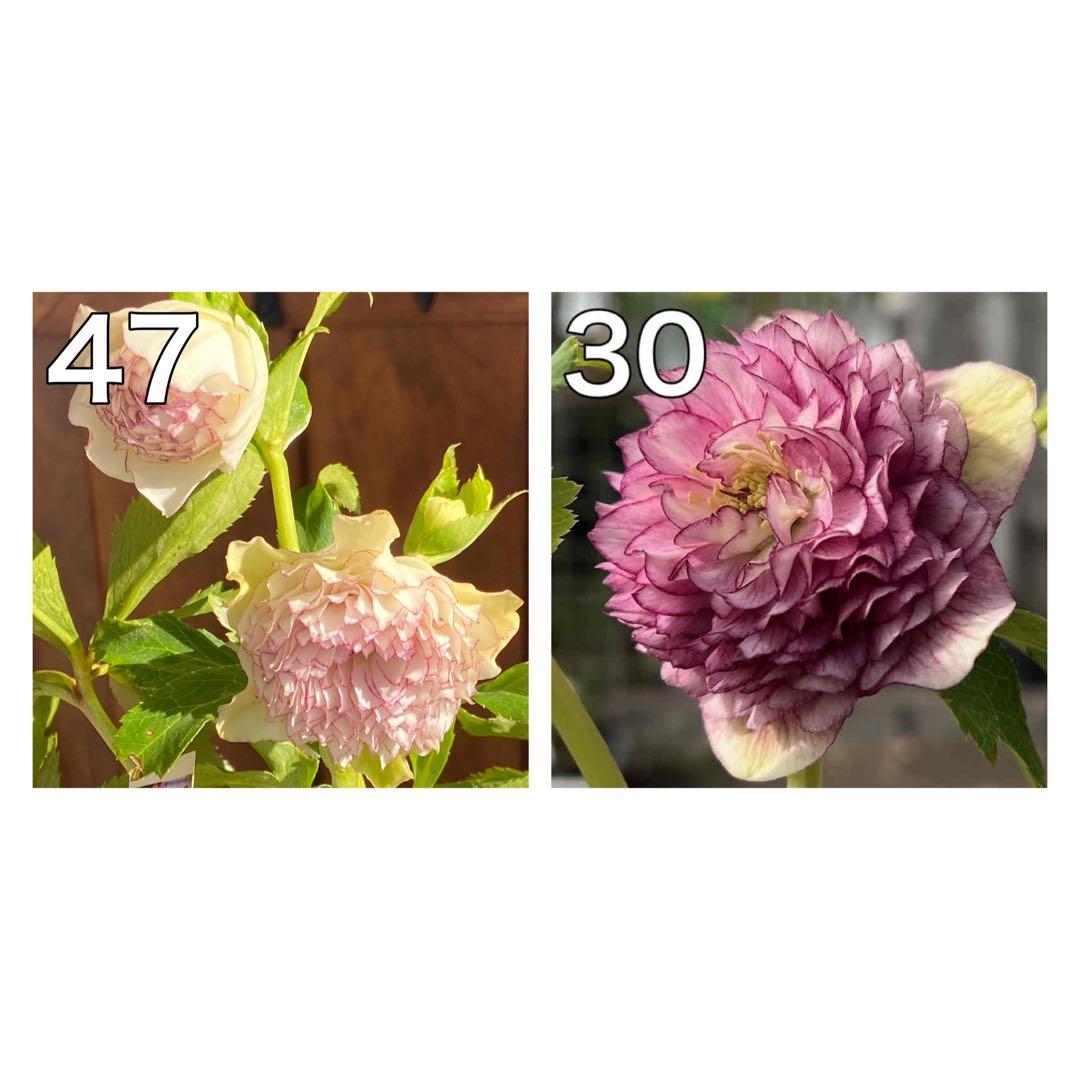 クリスマスローズ苗