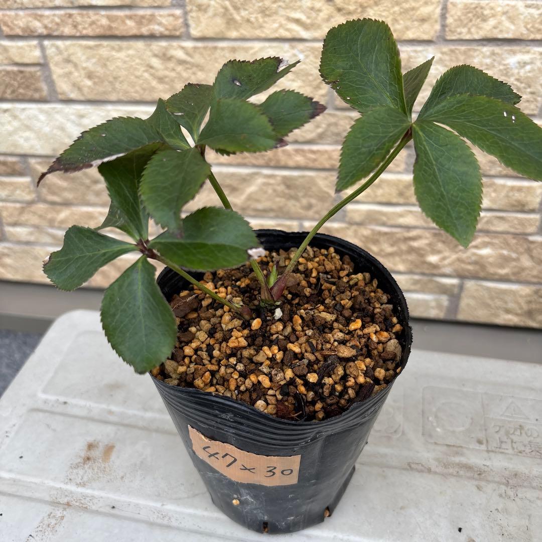 クリスマスローズ苗