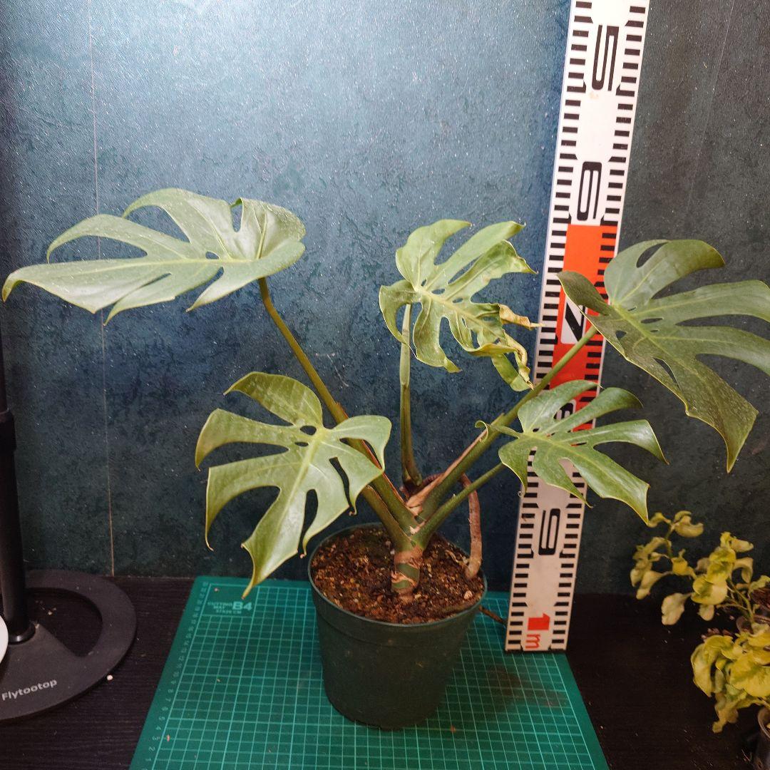 【美樹形】モンステラデリシオーサ　コンパクタ　本物ガチムチ穴あき　新葉割れ大