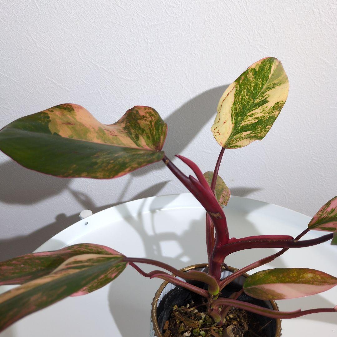 【美斑・極株】フィロデンドロン ストロベリーシェイク /メルカリ便