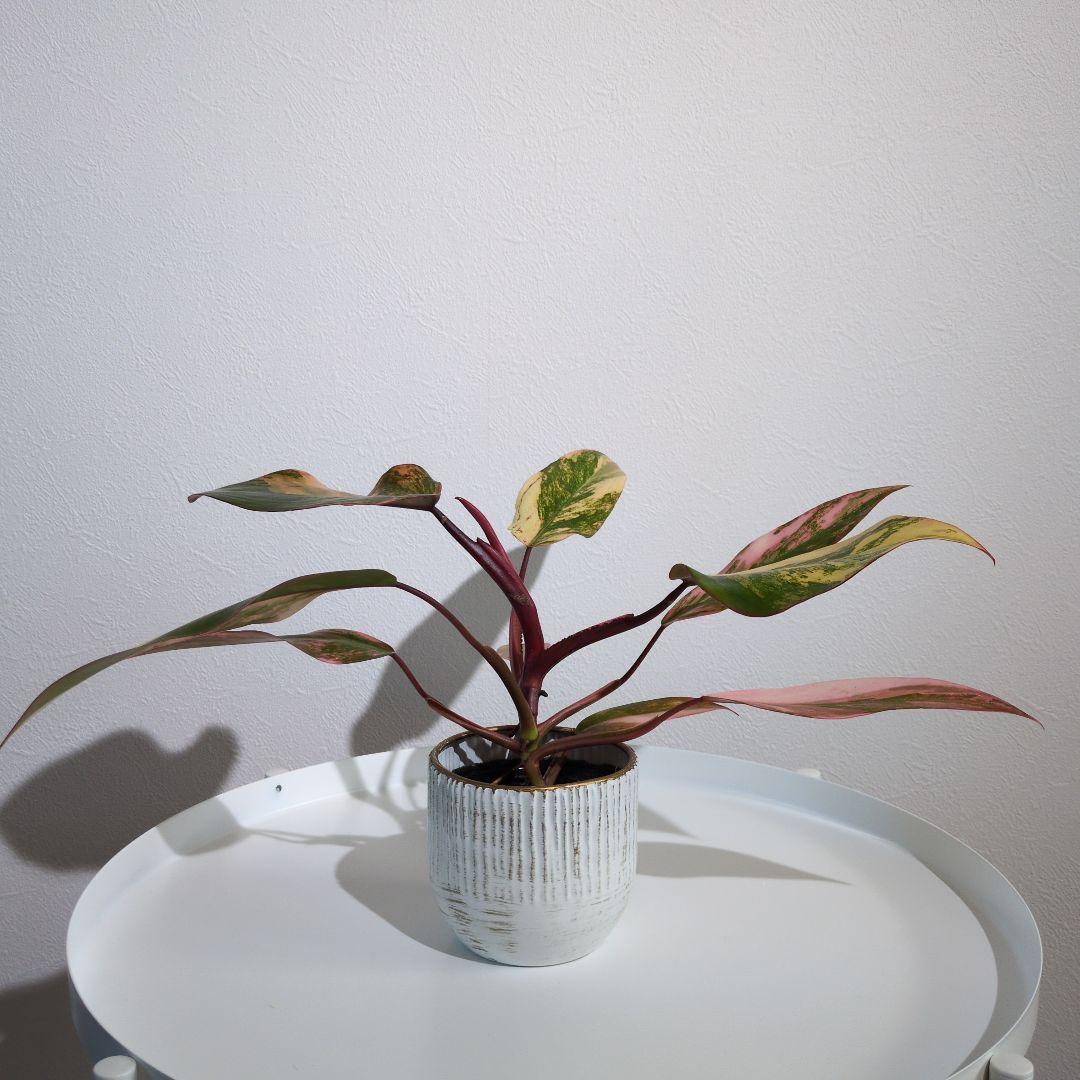 【美斑・極株】フィロデンドロン ストロベリーシェイク /メルカリ便