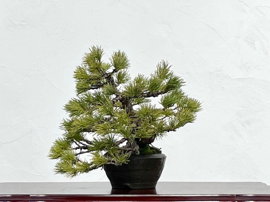 三河盆栽　石鎚五葉松　盆栽　松泉鉢