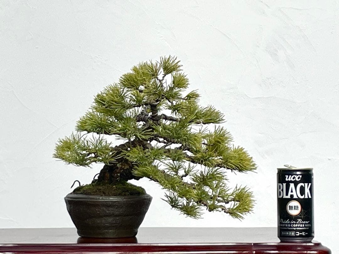三河盆栽　石鎚五葉松　盆栽　松泉鉢