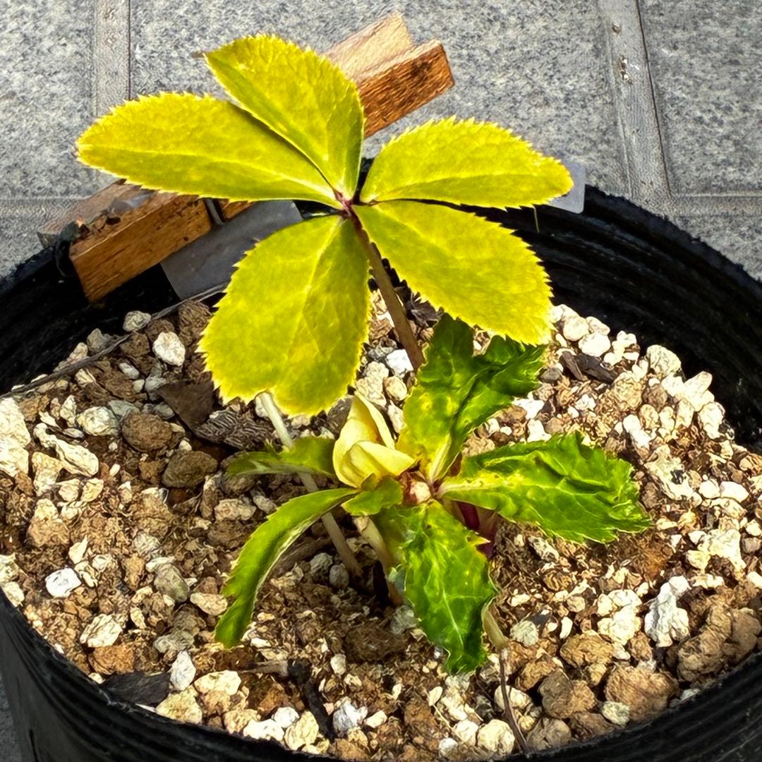 r*o様 3490☘️蕾花付き☘️極上☘️⭐️小輪⭐️ ハートSD⭐️オーレア⭐