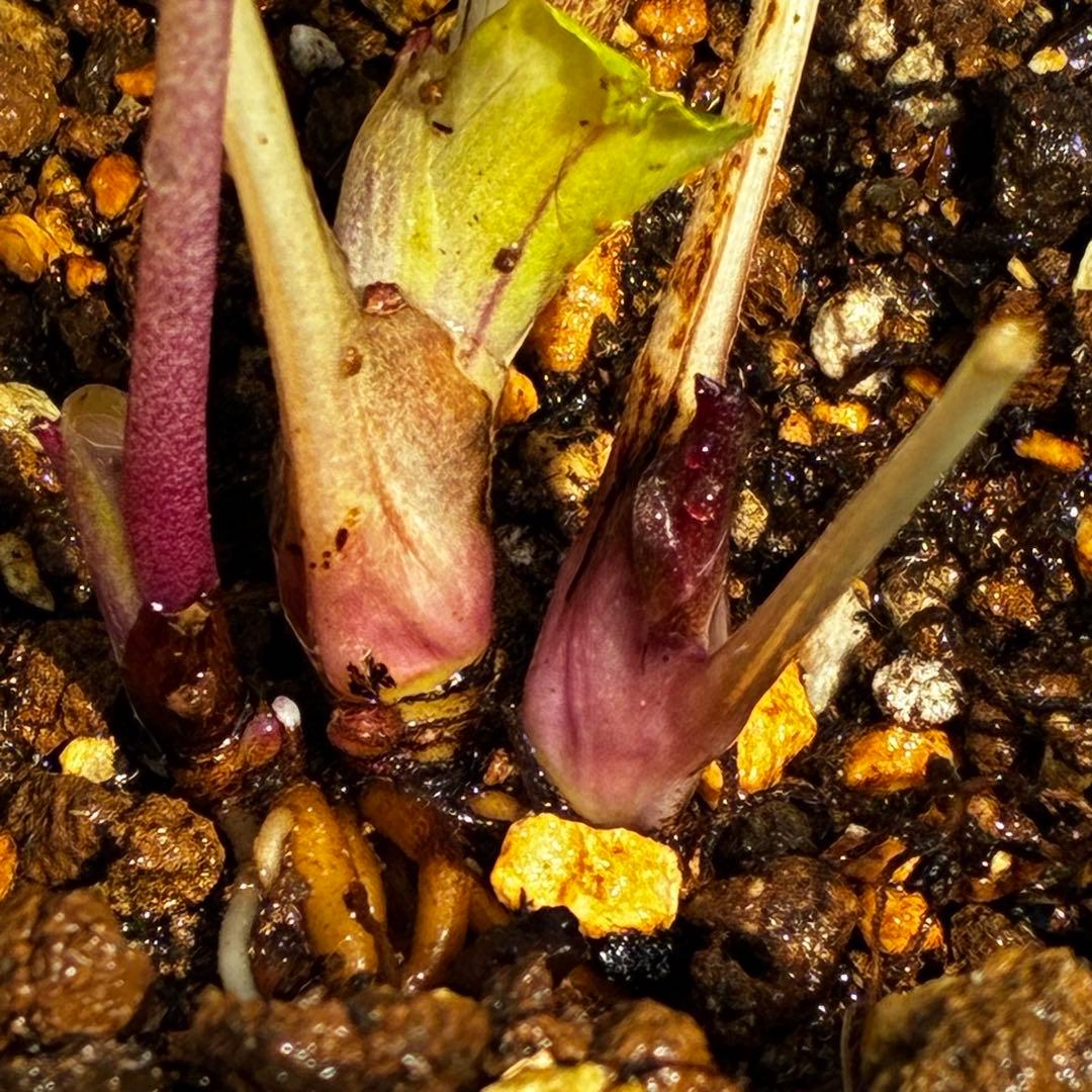 r*o様 3490☘️蕾花付き☘️極上☘️⭐️小輪⭐️ ハートSD⭐️オーレア⭐