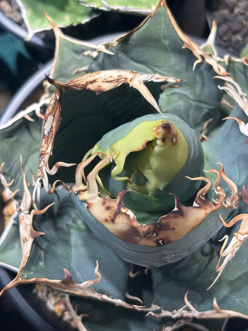 アガベ Agave oteroi seedling