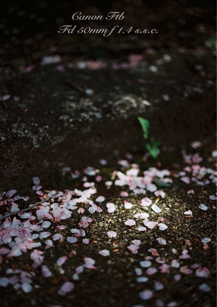 ★Canon FTb ブラック★FD f1.4★完動品＊美品＊初期保証＊作例多数