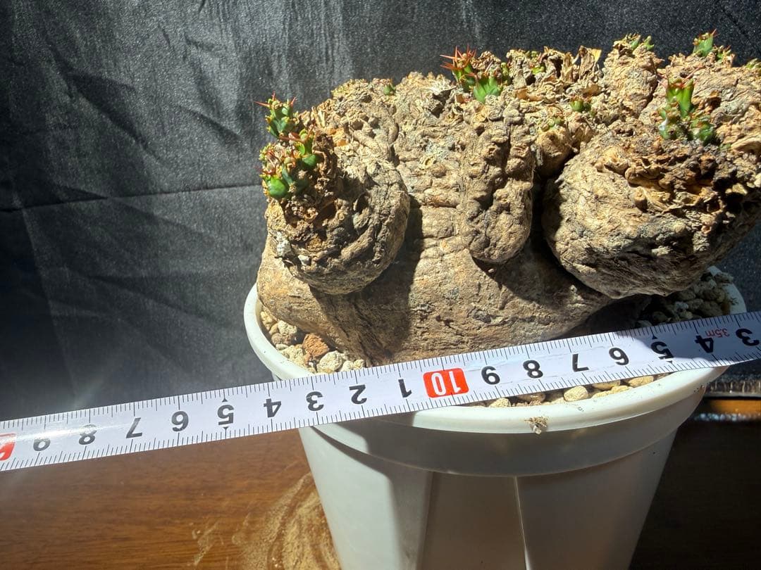 ②発根済み　ユーフォルビア　クラビゲラ