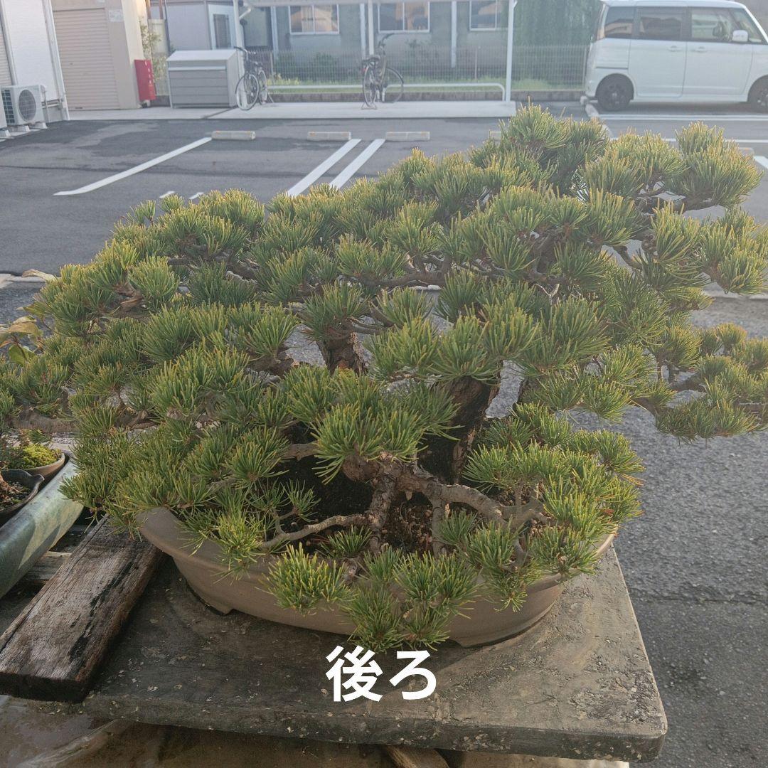 大型 松 盆栽 グレー鉢　五葉松盆栽100年物　2代引き続き、昨年植え替え