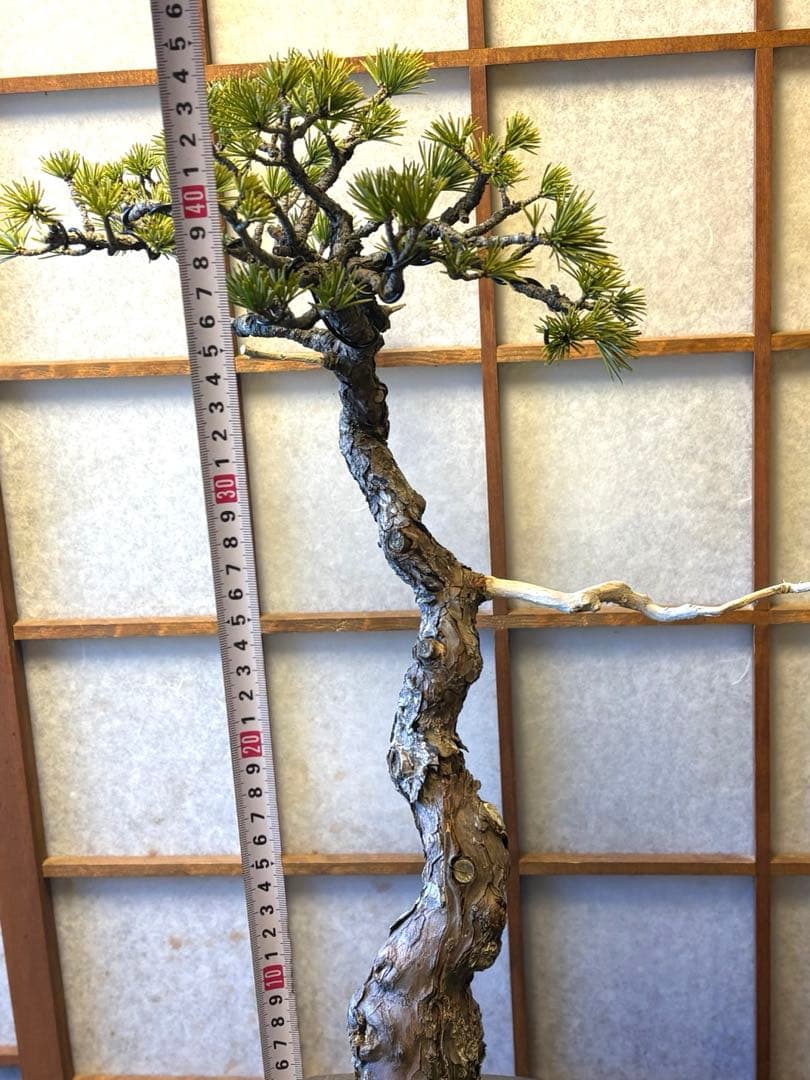 五葉松盆栽❗️ Ysh_sugawara69フォロワー様160人❗️サービス品