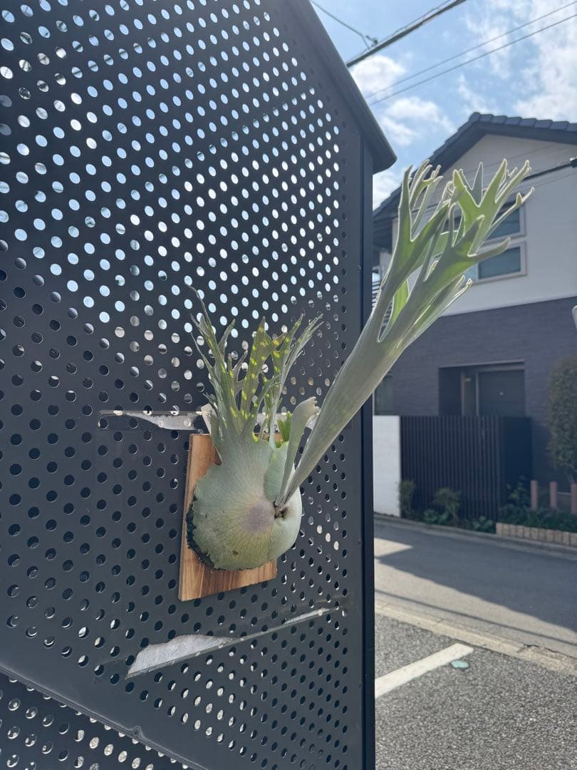 ペドロ　タツタ　pedro ビカクシダ　親株サイズ