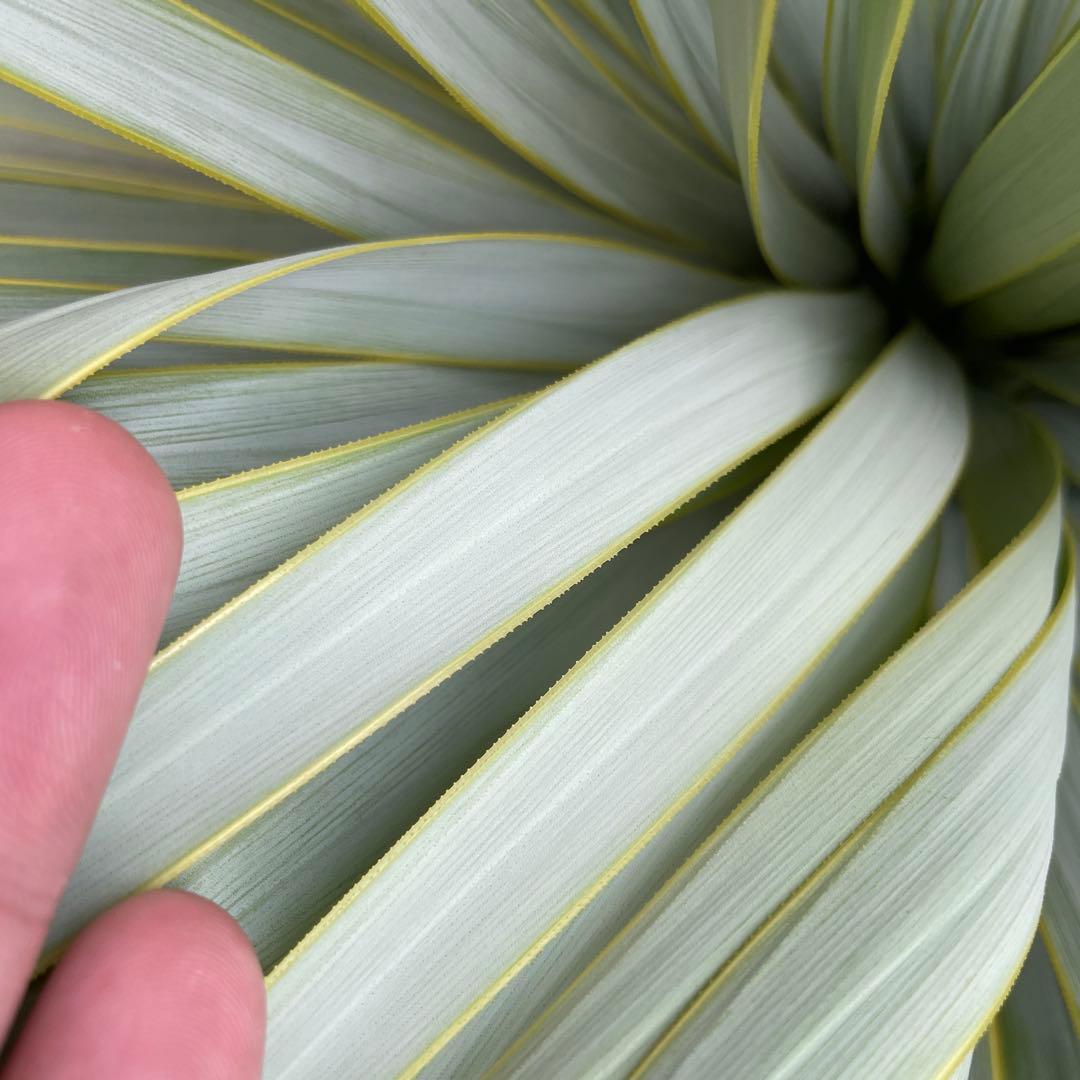 ユッカロストラータ　幹太　極上株