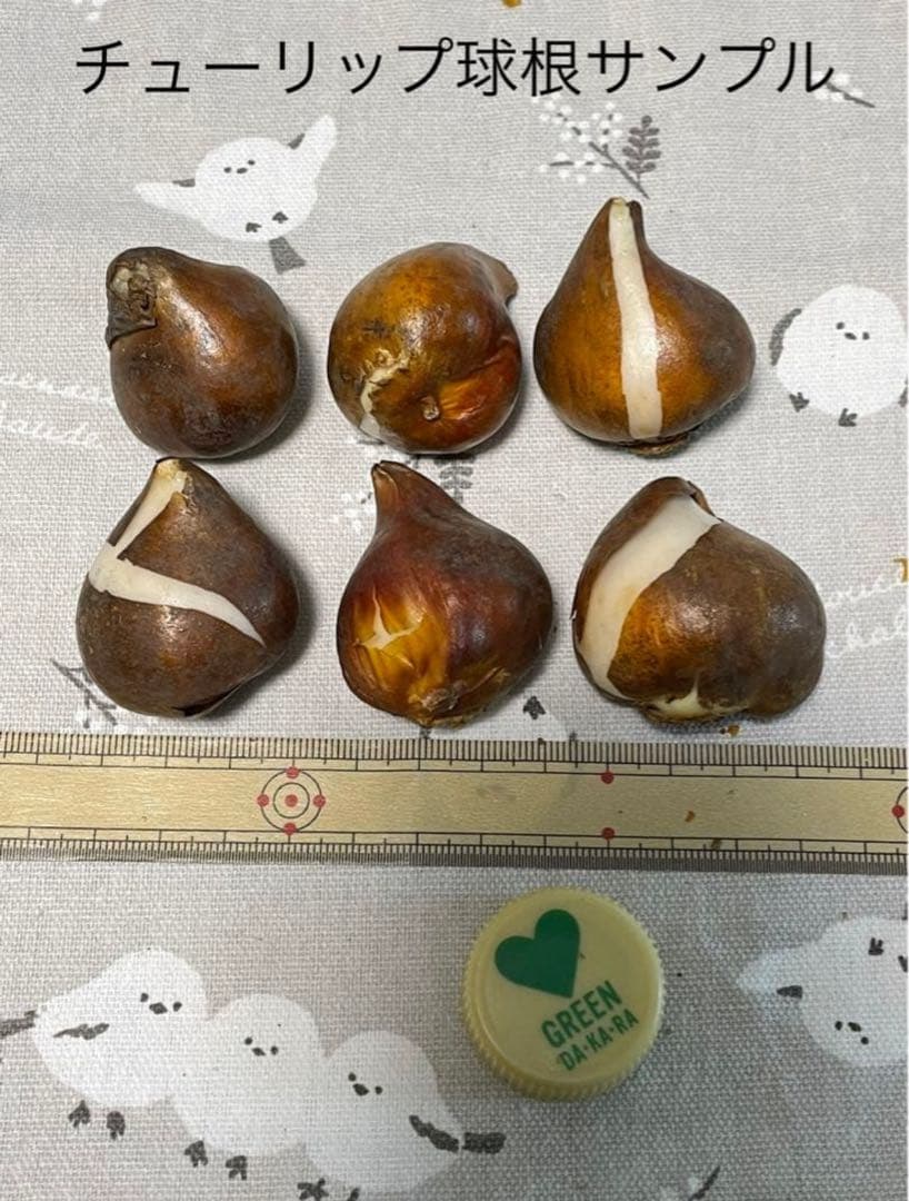 【球根】ホワイト スノー クリスタル　3球　希少　チューリップ　八重フリンジ咲き