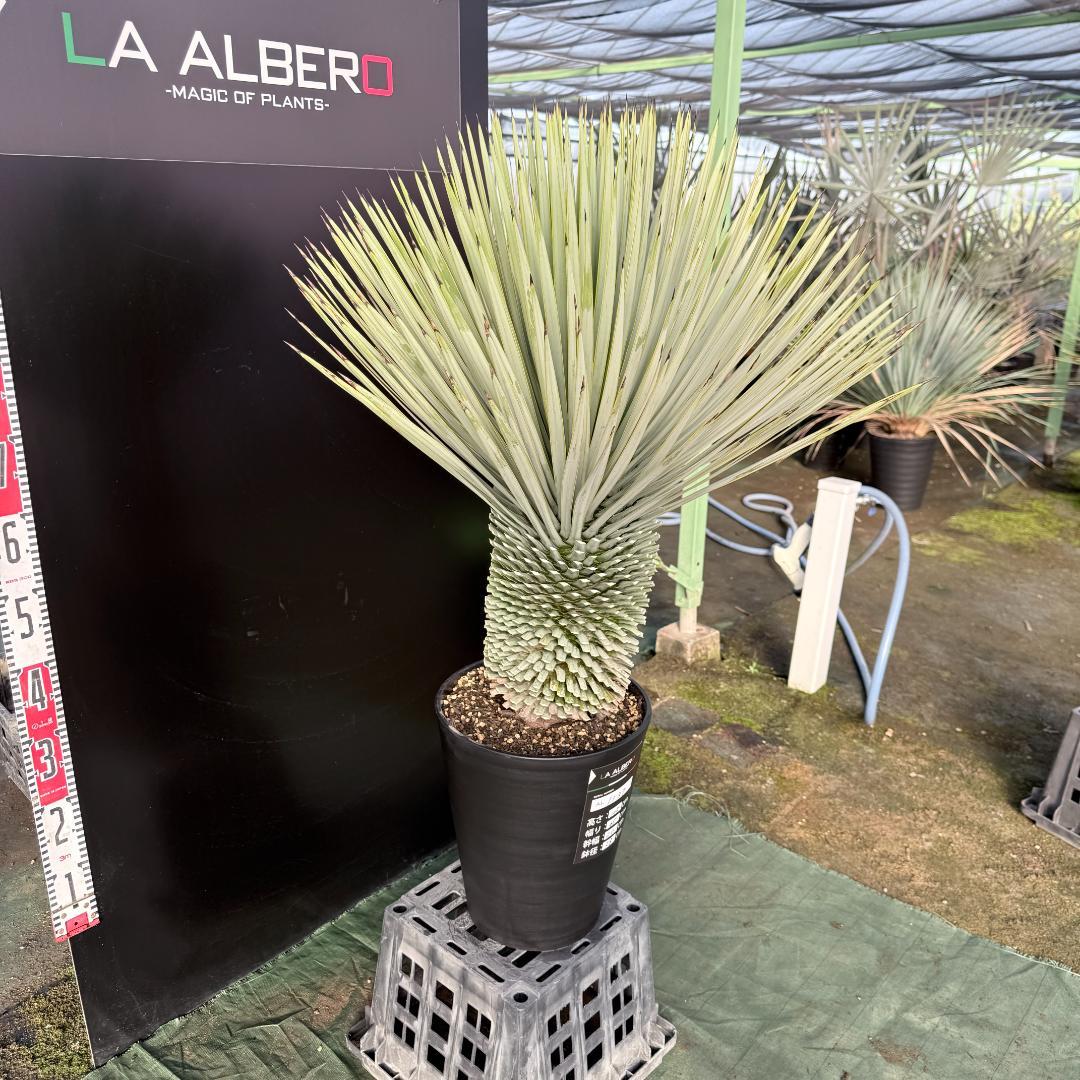 【AL1137】ユッカ　ロストラータ　超超美形 シルバーブルー　感動個体