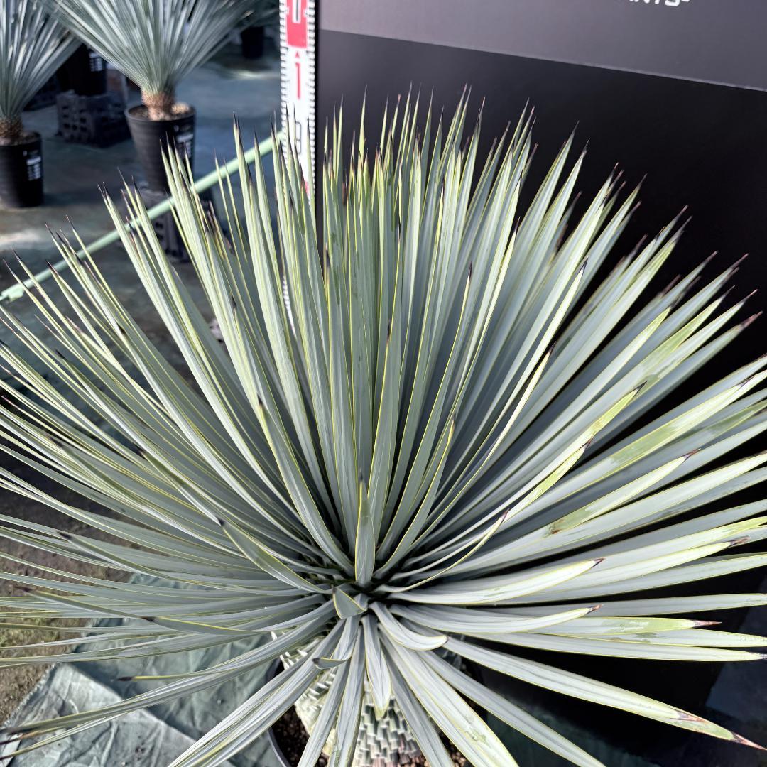 【AL1137】ユッカ　ロストラータ　超超美形 シルバーブルー　感動個体
