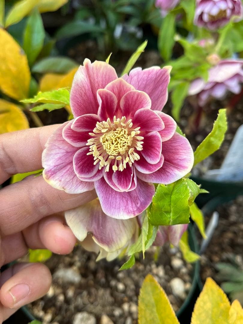 クリスマスローズ　認定ソレイユ　dd