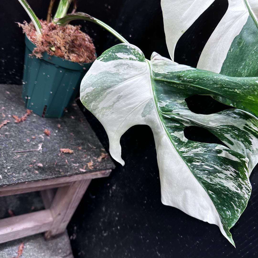 H*I様 斑入りモンステラ ホワイトタイガー極美大株53cm白斑多