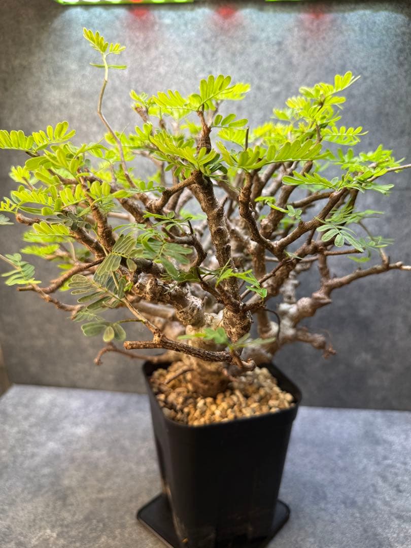 センナ　メリディオナリス　海外実生　発根済み　283