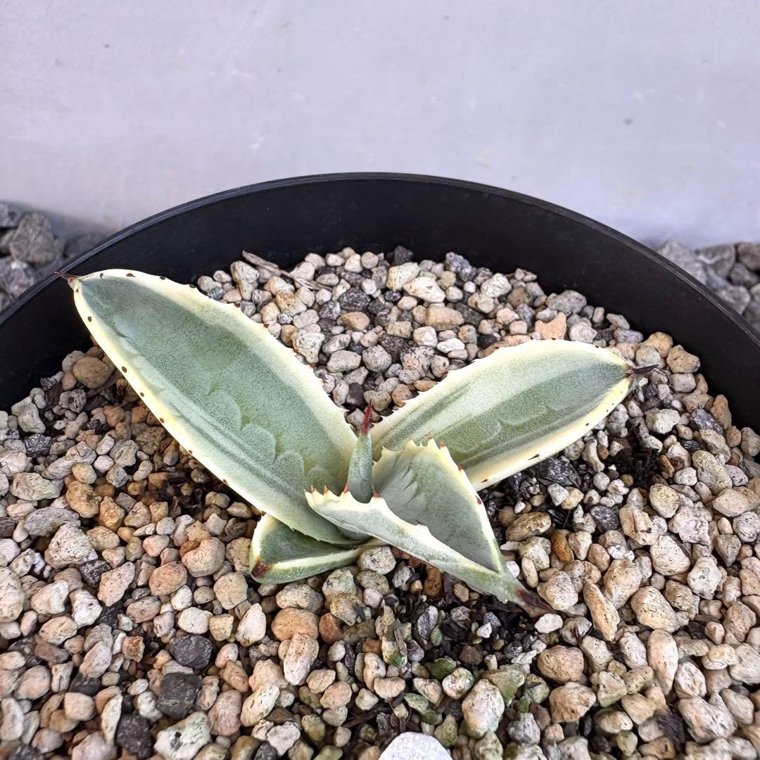 アガベ サルミアナ フェロックス　リップルエフェクト　【鉢ごと発送】　発根済み