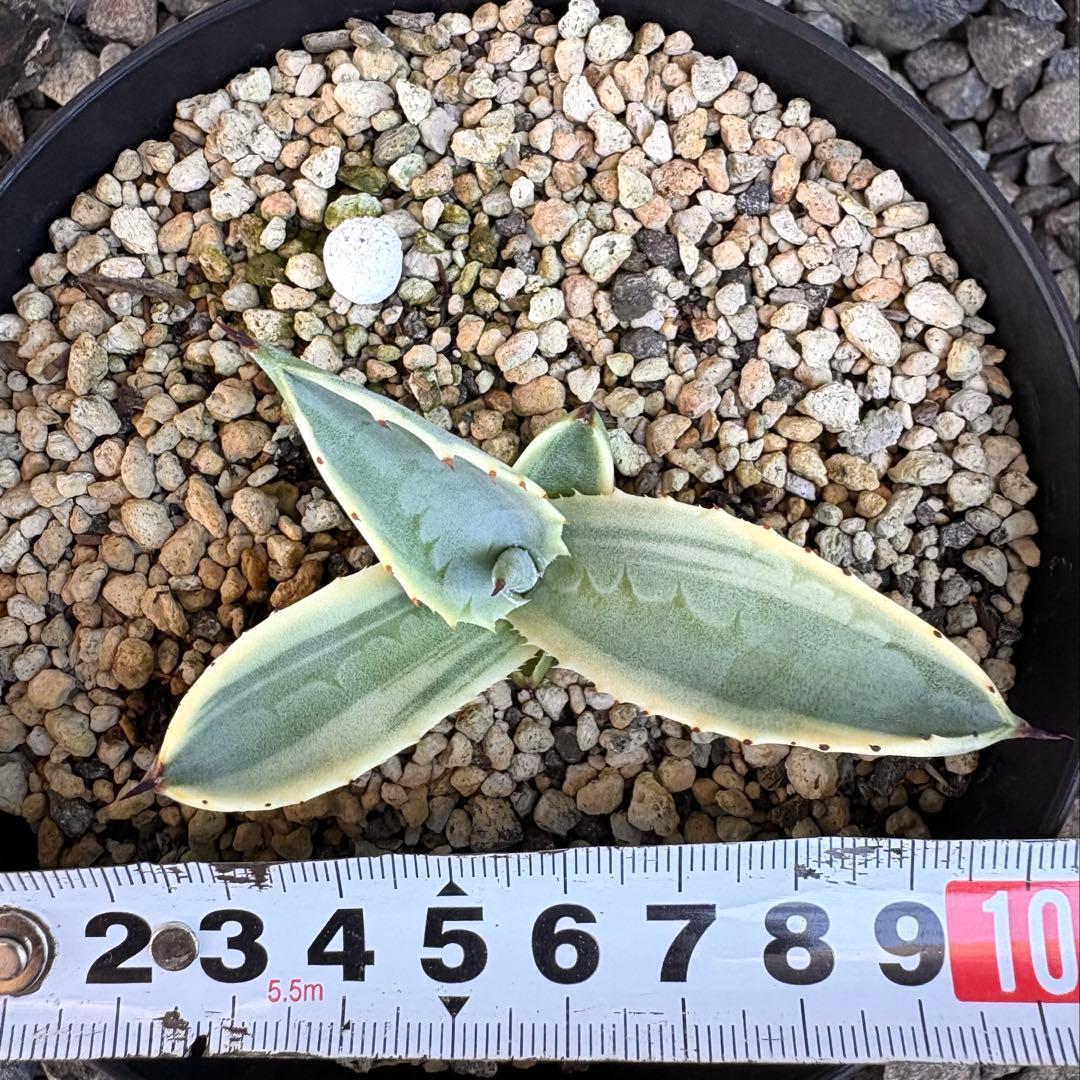 アガベ サルミアナ フェロックス　リップルエフェクト　【鉢ごと発送】　発根済み