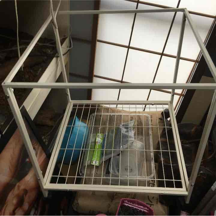 小動物。鳥。猿。イグアナ