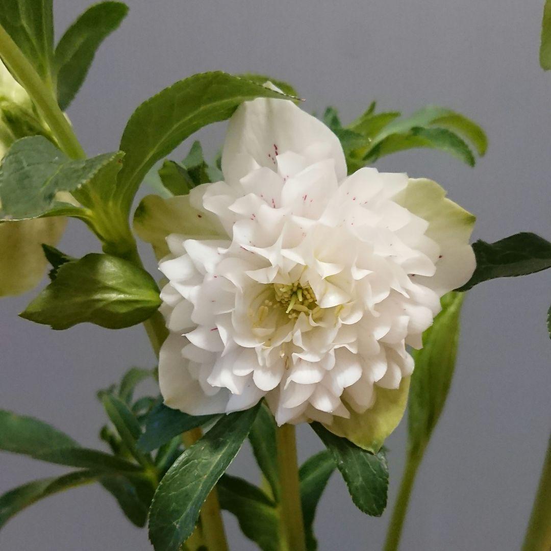 クリスマスローズ　多弁ホワイトブロッチdd　開花見込み大株