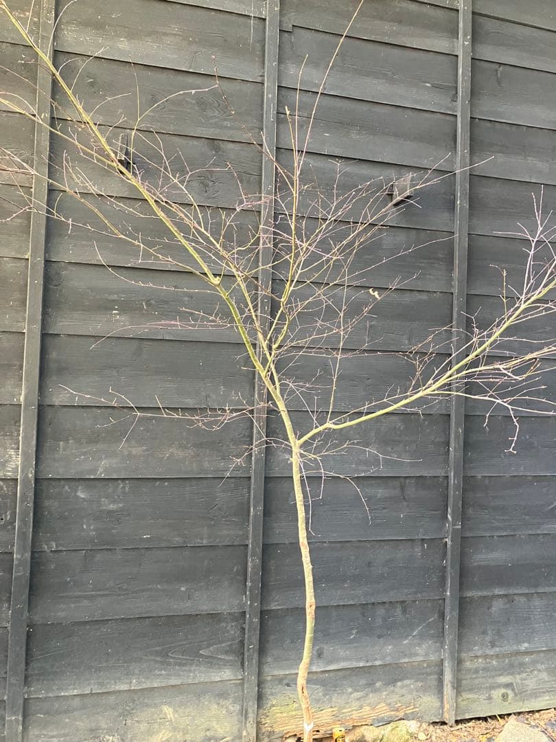 41 山採り　イロハモミジ