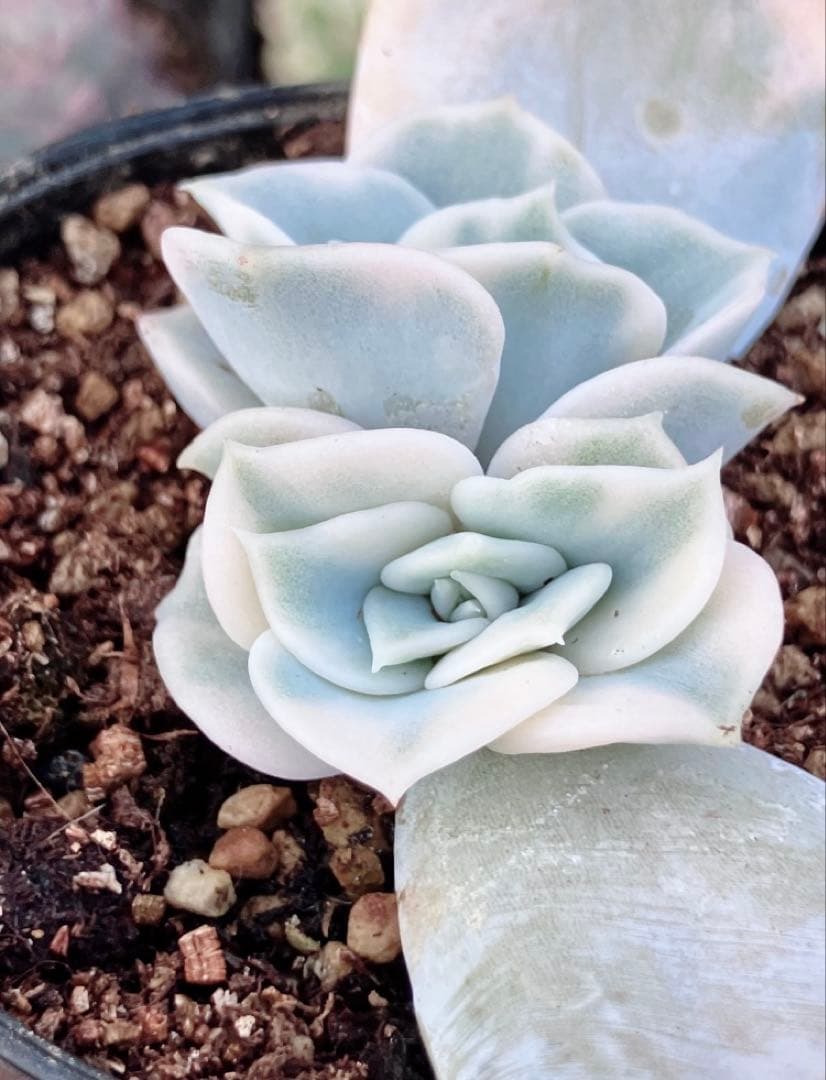 多肉植物　摘芯株　リラシナ錦　抜き苗