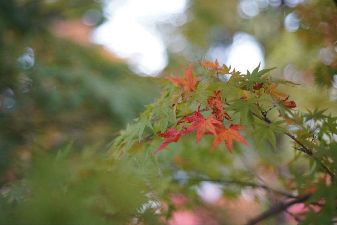 【動作確認済】Nikon Ai-s 50mm f1.8 パンケーキ 純正付属品付