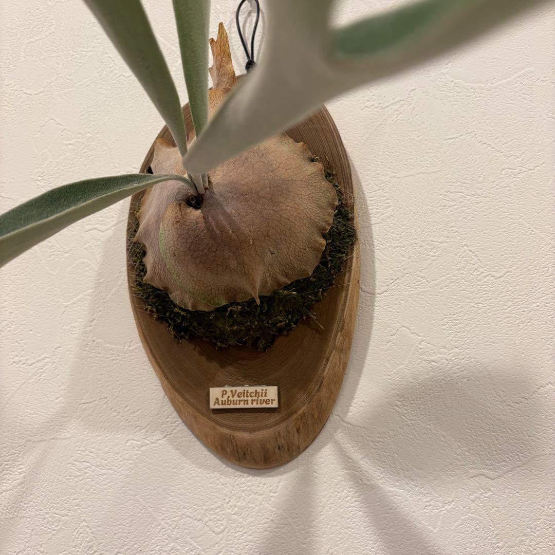 ベイチー　アーバンリバー