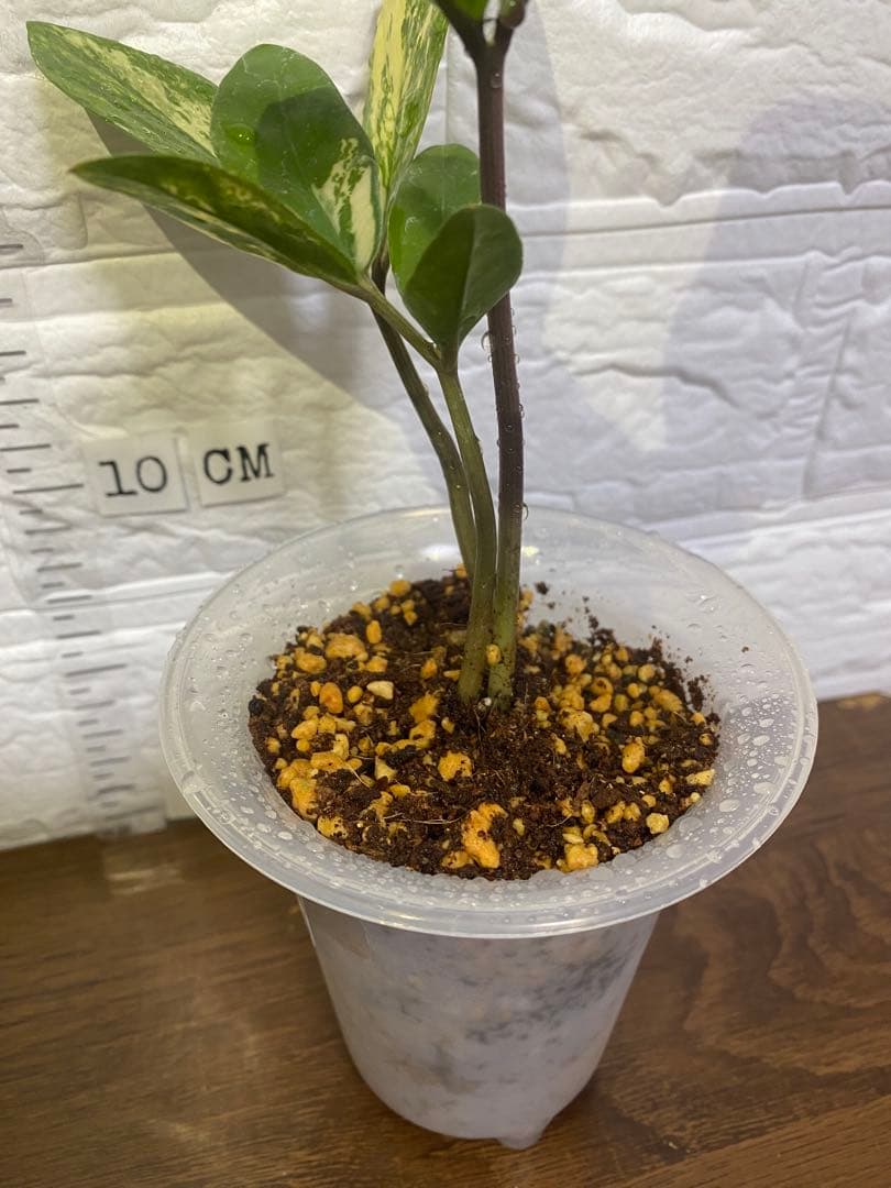 ザミオクルカス ザミフォーリア (斑入り~ レモン)