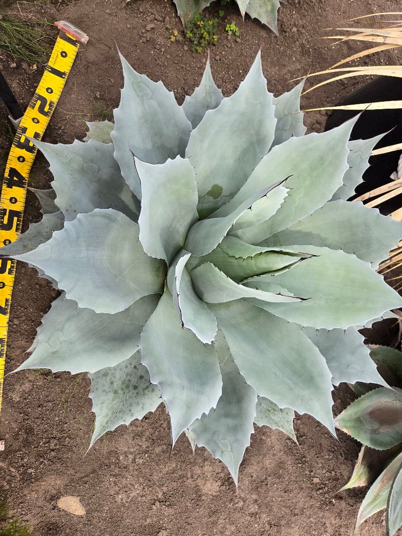 オバティーフォリア　フロスティブルー引き取り限定