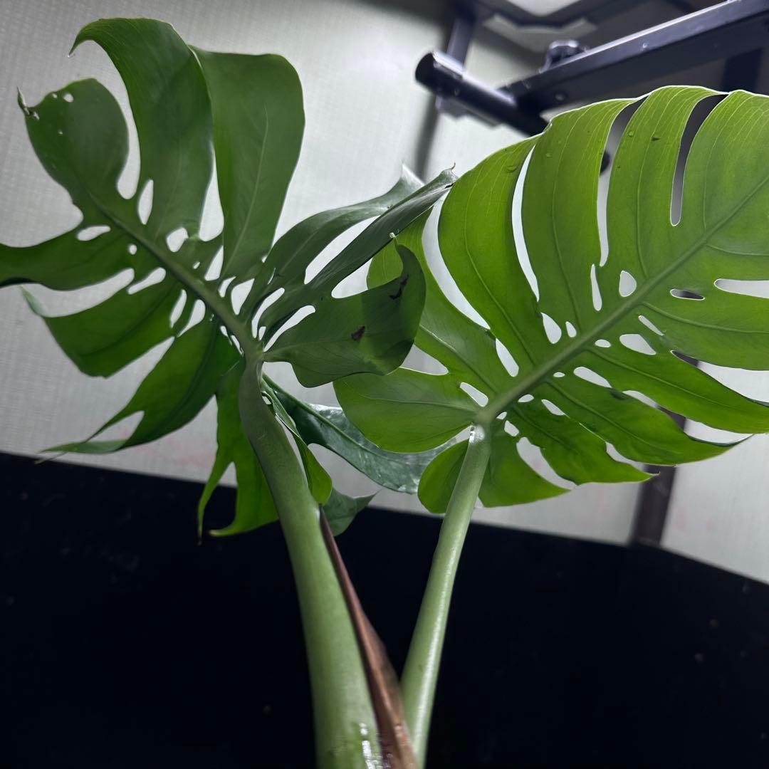 ご*ん様 モンステラデリシオーサマクロコズム超希少系統鉢植え58㎝