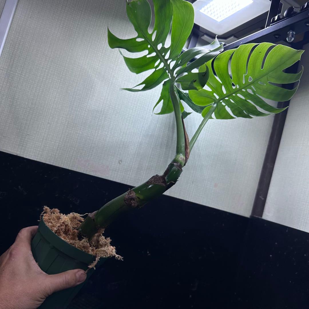 ご*ん様 モンステラデリシオーサマクロコズム超希少系統鉢植え58㎝