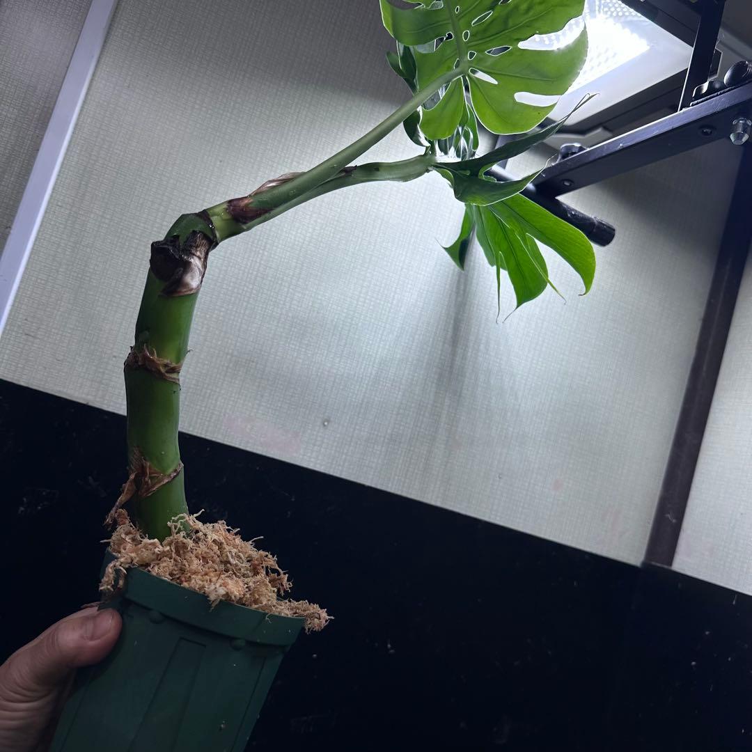 ご*ん様 モンステラデリシオーサマクロコズム超希少系統鉢植え58㎝