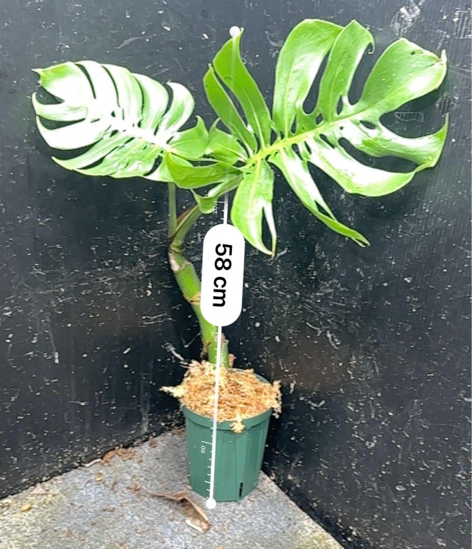 ご*ん様 モンステラデリシオーサマクロコズム超希少系統鉢植え58㎝