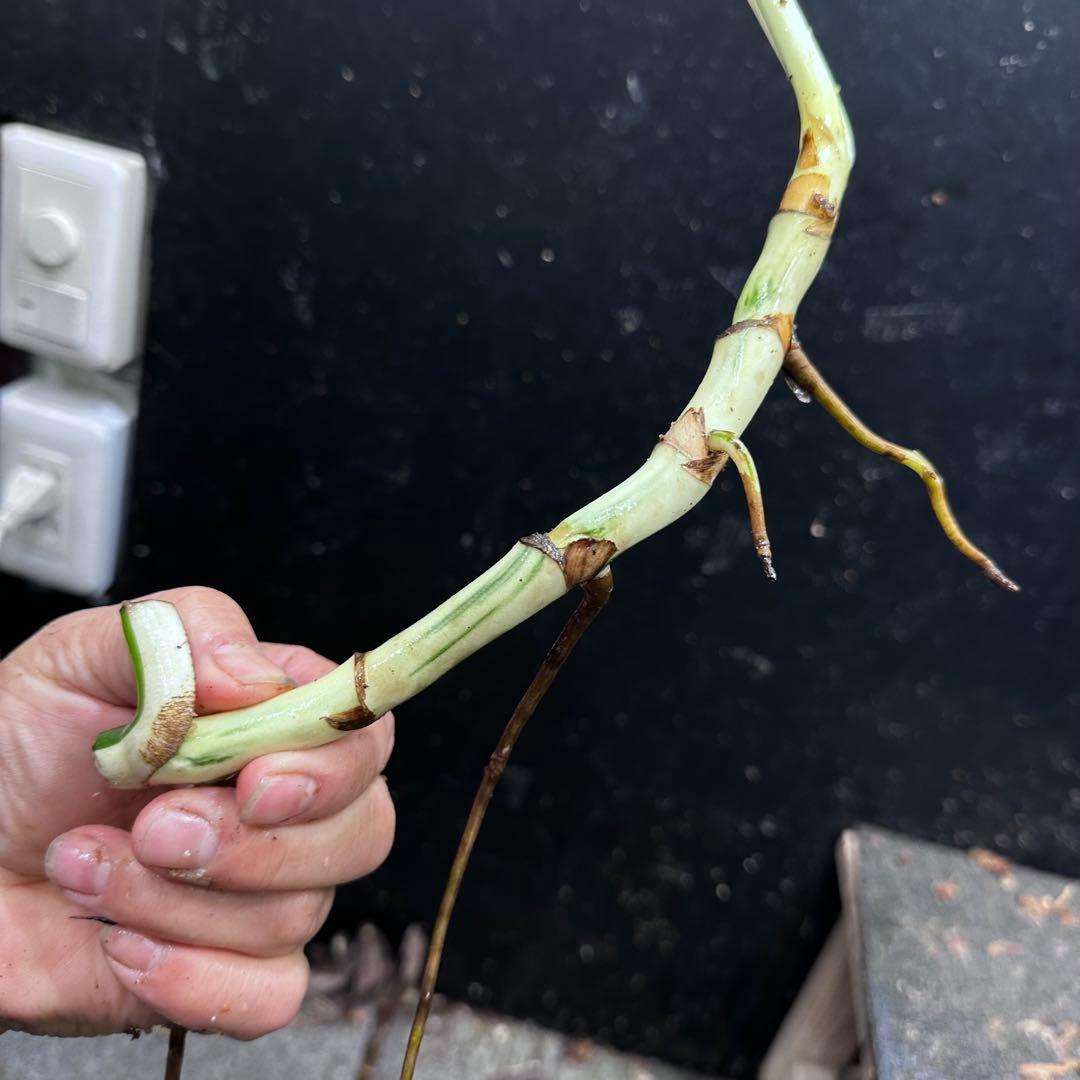 さ**様 斑入りモンステラホワイトタイガー大茎8株おまとめ