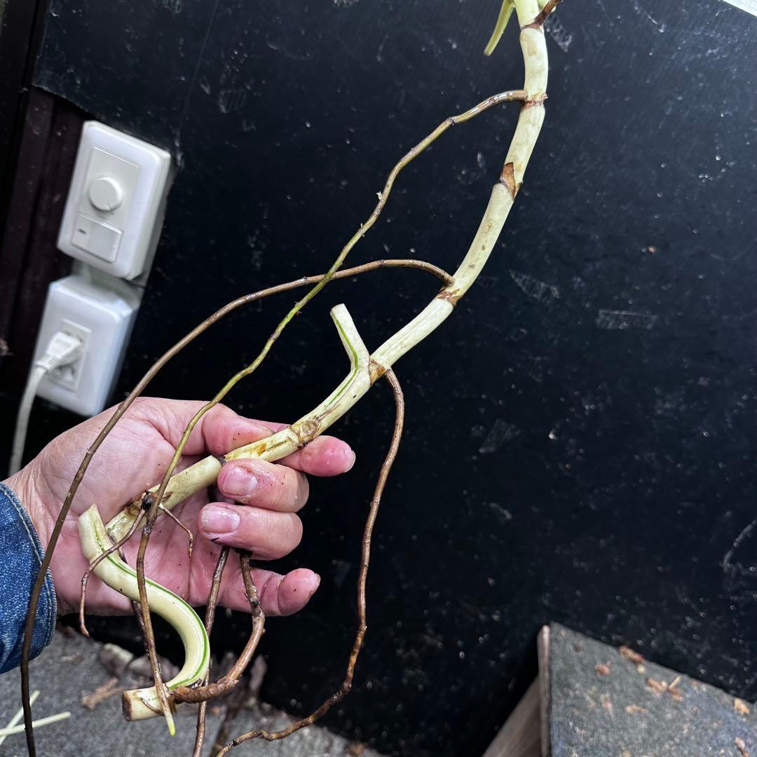 さ**様 斑入りモンステラホワイトタイガー大茎8株おまとめ