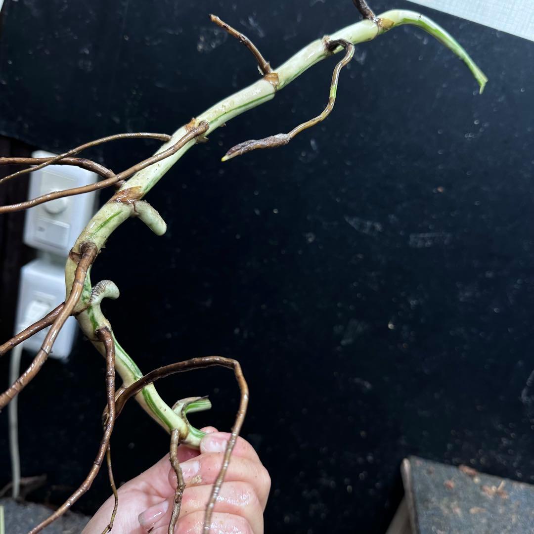 さ**様 斑入りモンステラホワイトタイガー大茎8株おまとめ