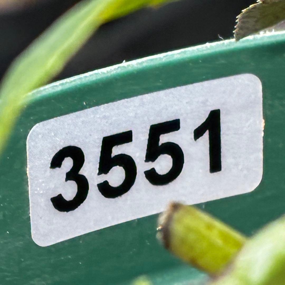 Y*i様 3551☘️蕾花付☘️超希少☘️筒型SD⭐️ポーセリン⭐️小輪⭐️ぼか