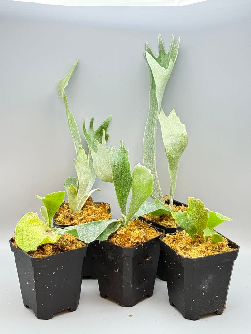 グレッチ　ビカクシダ　P. Willinckii 'Spur' pup