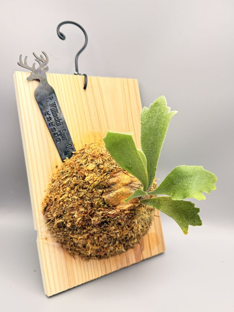 グレッチ　ビカクシダ　P. Willinckii 'Spur' pup