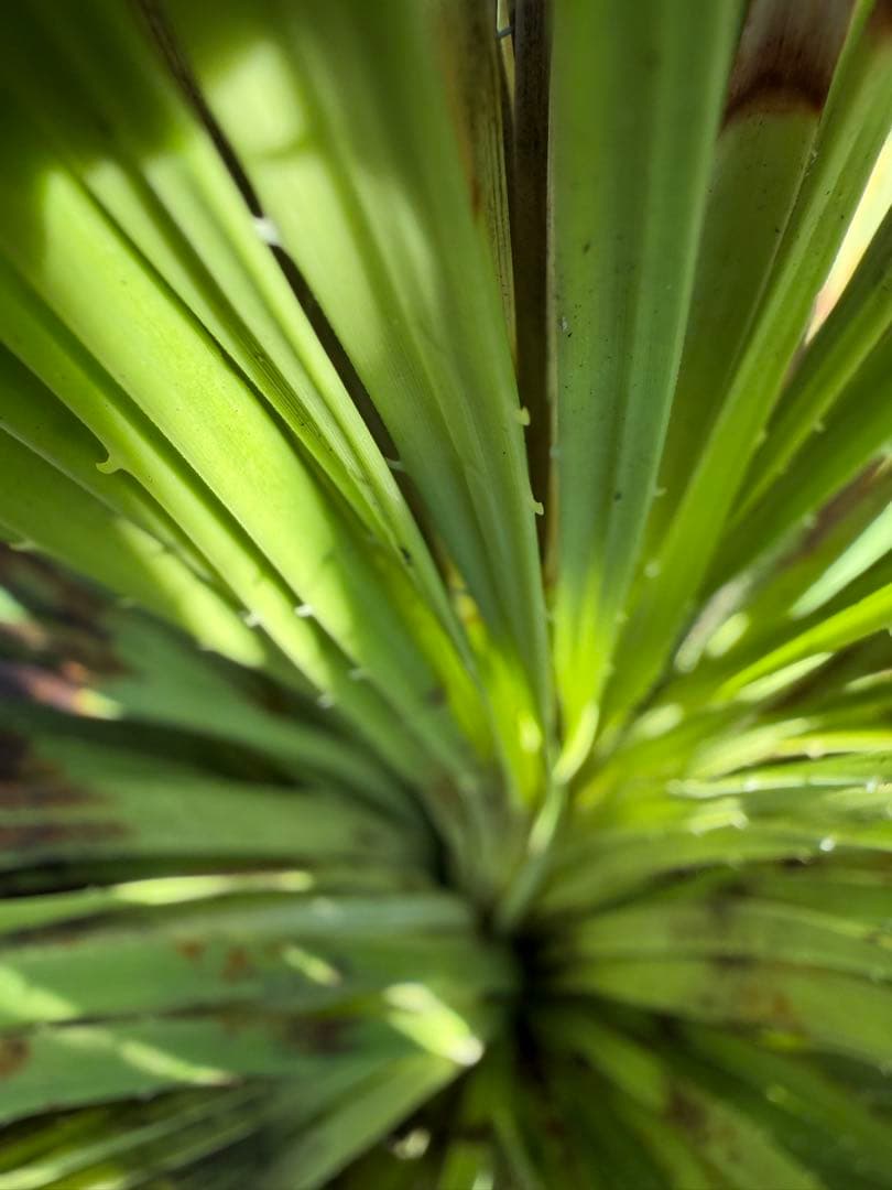 極耐寒性ダシリリオン　ミキワネンシス大株◇ドライガーデン多肉サボテン島アガベ南国