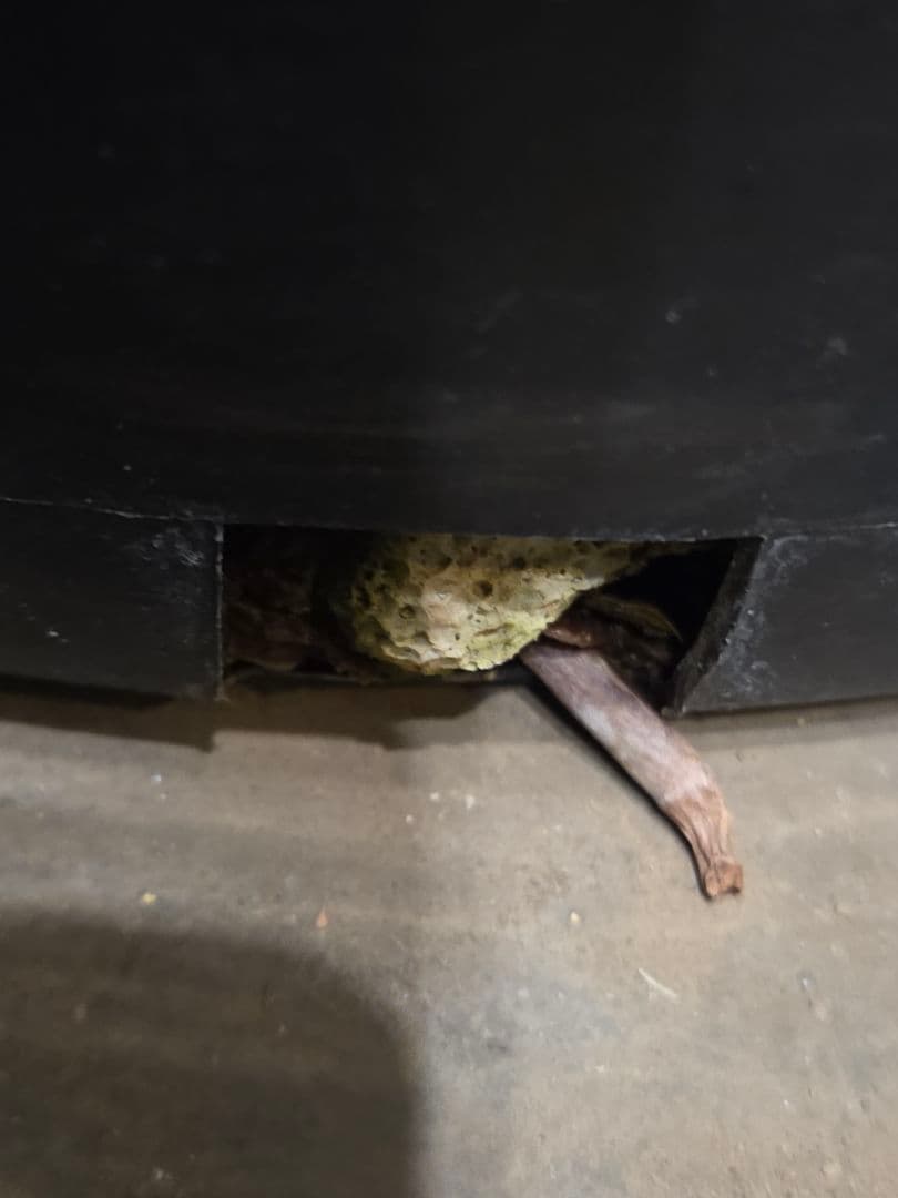 専用出品 リピ、特割 ユッカ リネアリフォリア (つ) 太株